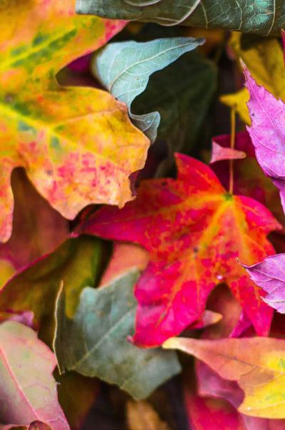 A pile of leaves